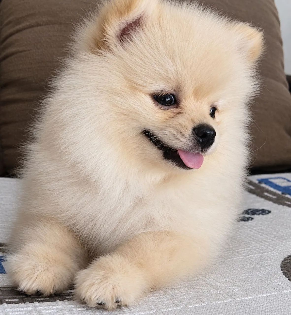 Filhotes  Spitz Alemão Lulu  Fêmea 