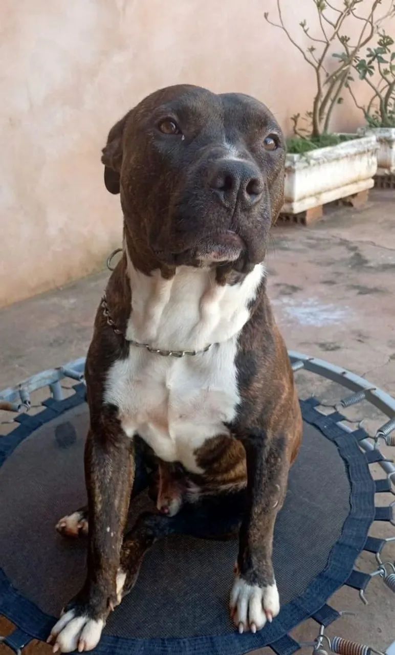 Pitbull  - Foto 2
