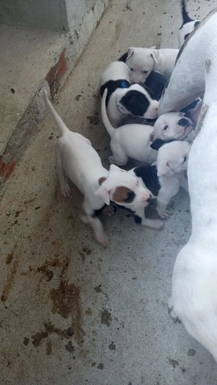Cachorro 