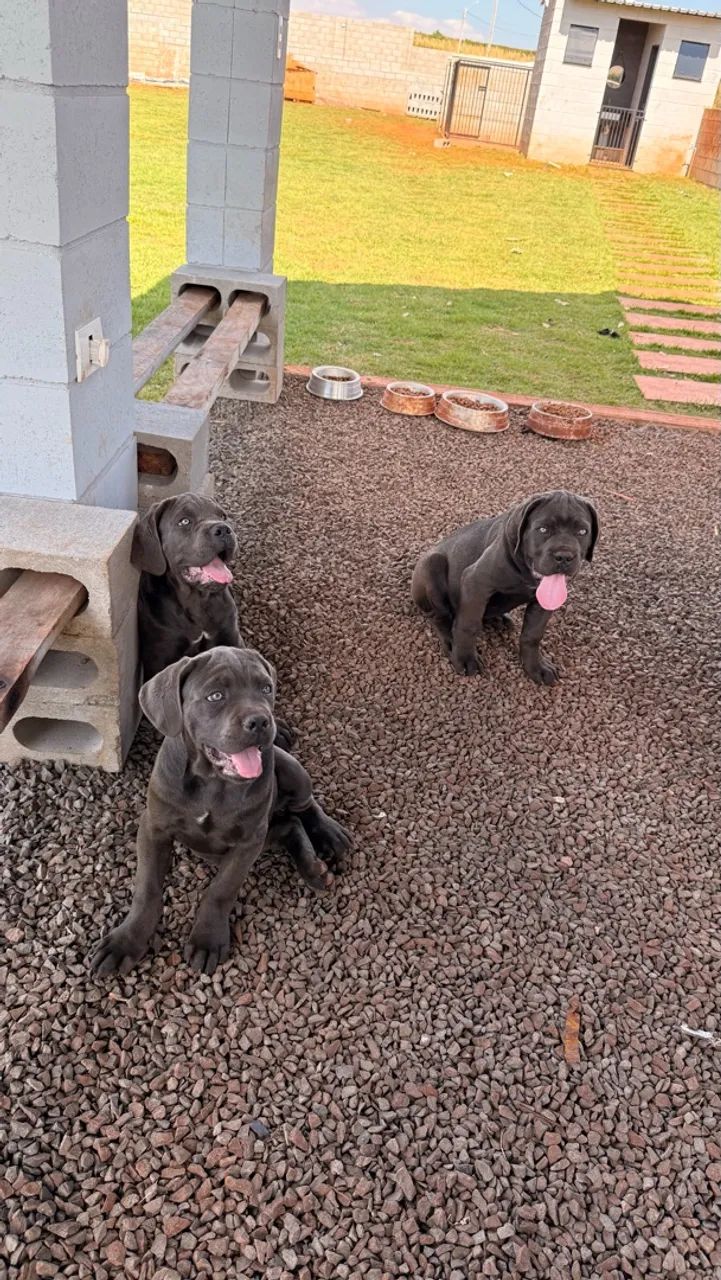 Filhotes de Cane Corso