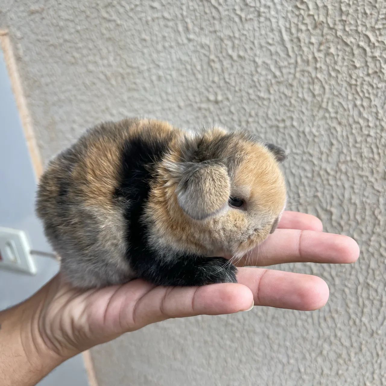 Filhotes de mini coelho (mini lop)