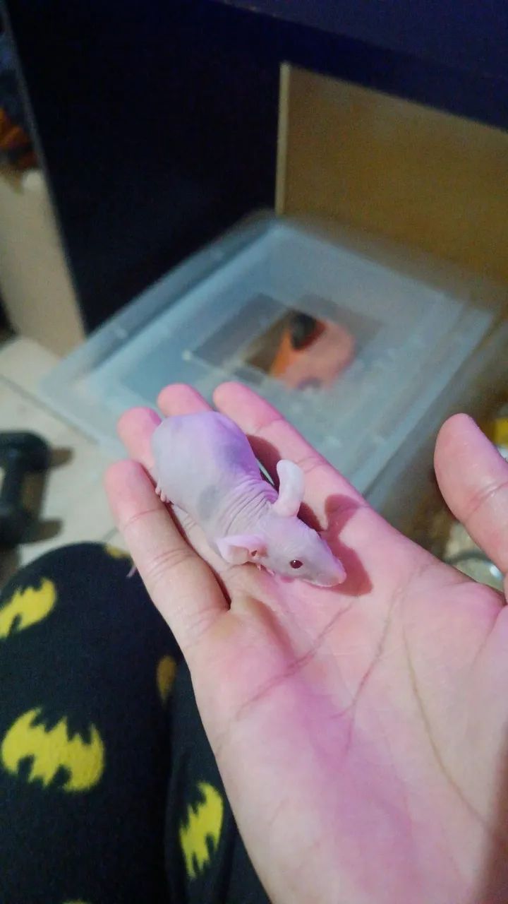 Camundongos hairless PROMOÇÃO  - Foto 5