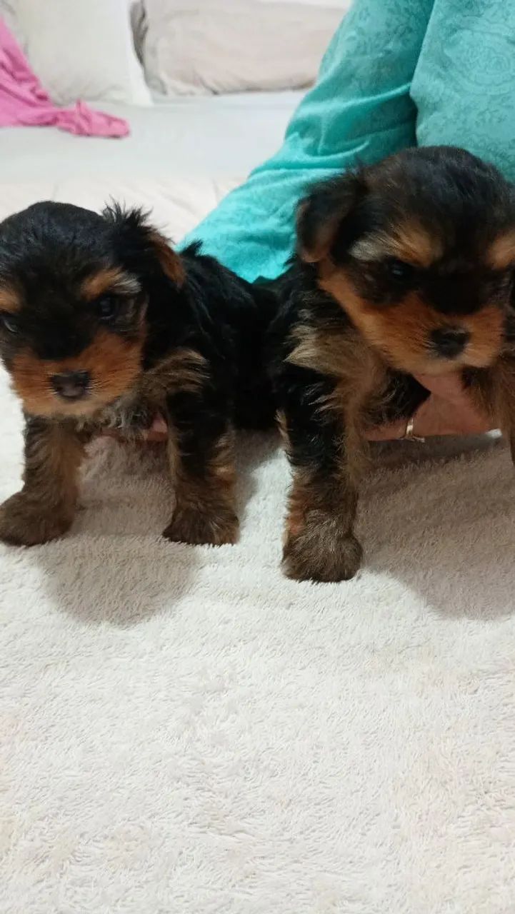 Lindo machinho de Yorkshire  - Foto 2