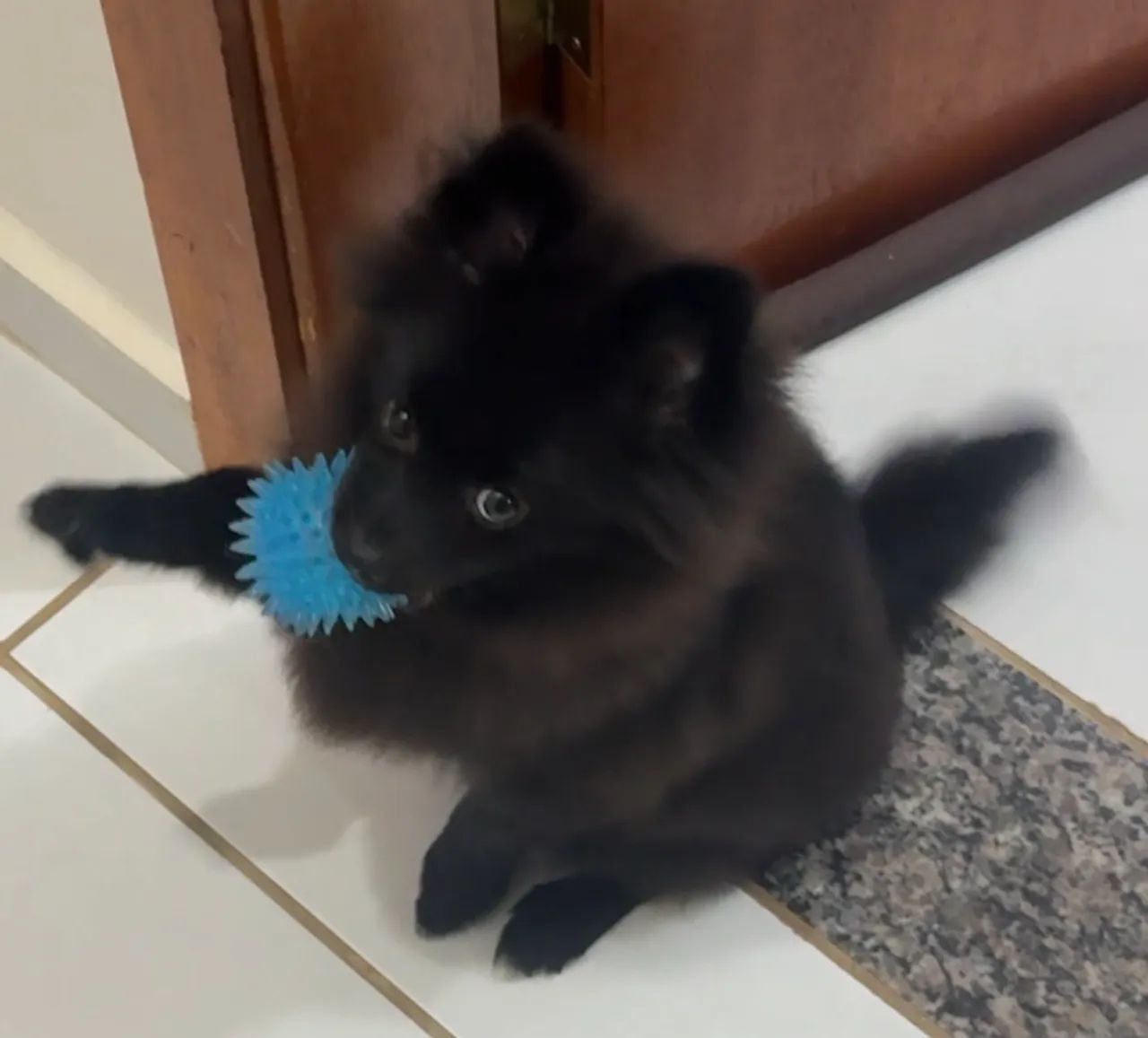 Spitz alemão Raposinha(Macho) - Foto 2