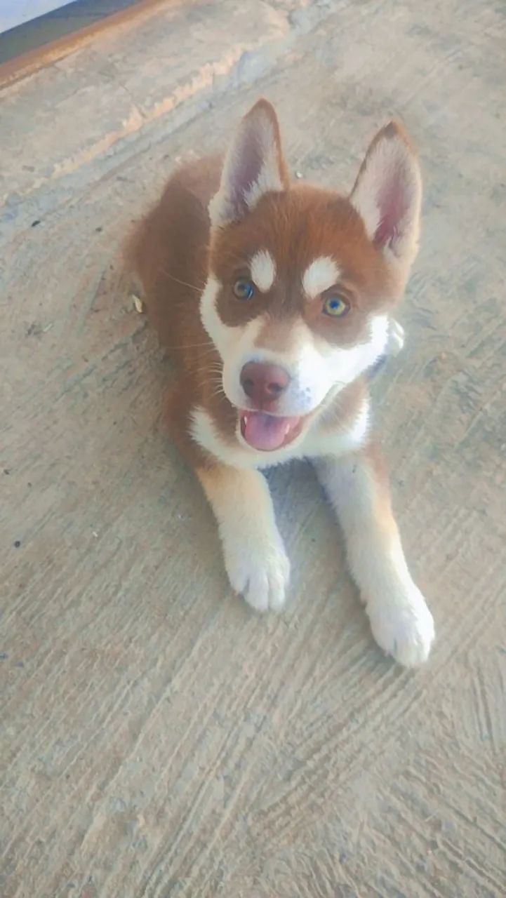 Husky siberiano valor 600 - Foto 2