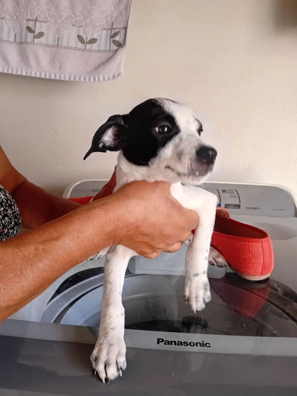 Vira lata pra doação
