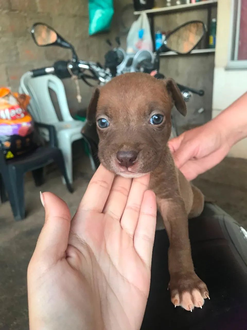 Cachorro 