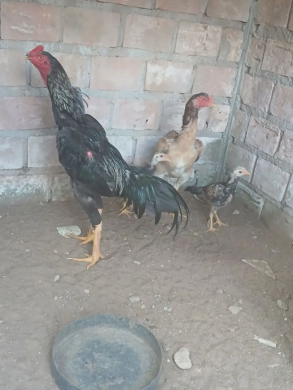 Galinha
