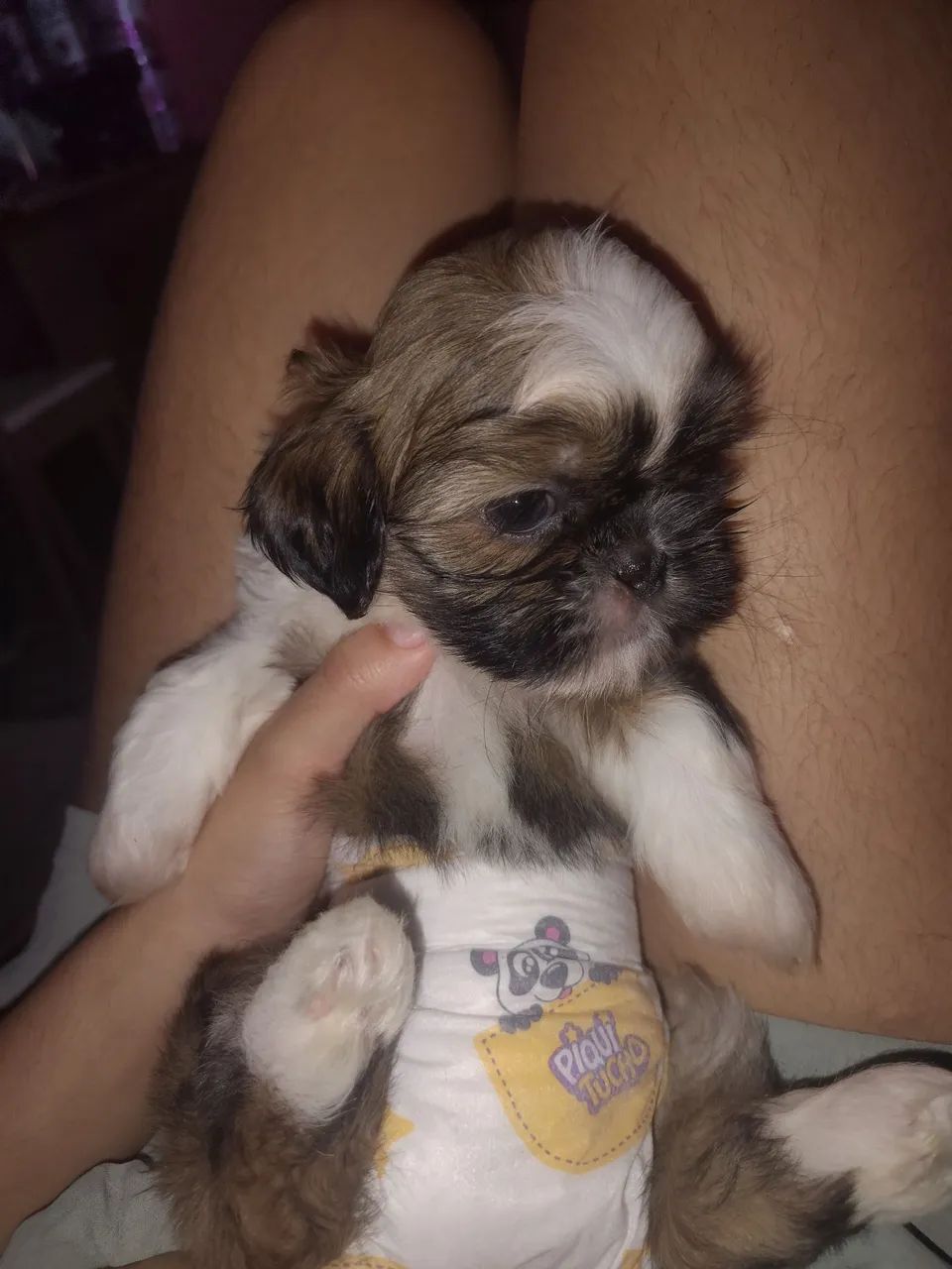 Cachorro Shitzu macho - Foto 3