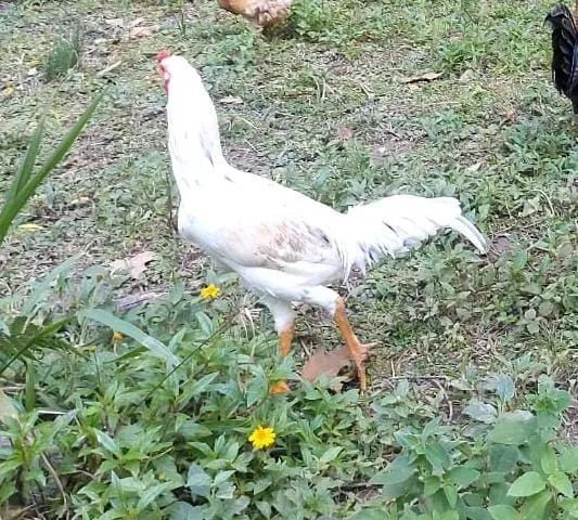 Galo indio jovem 