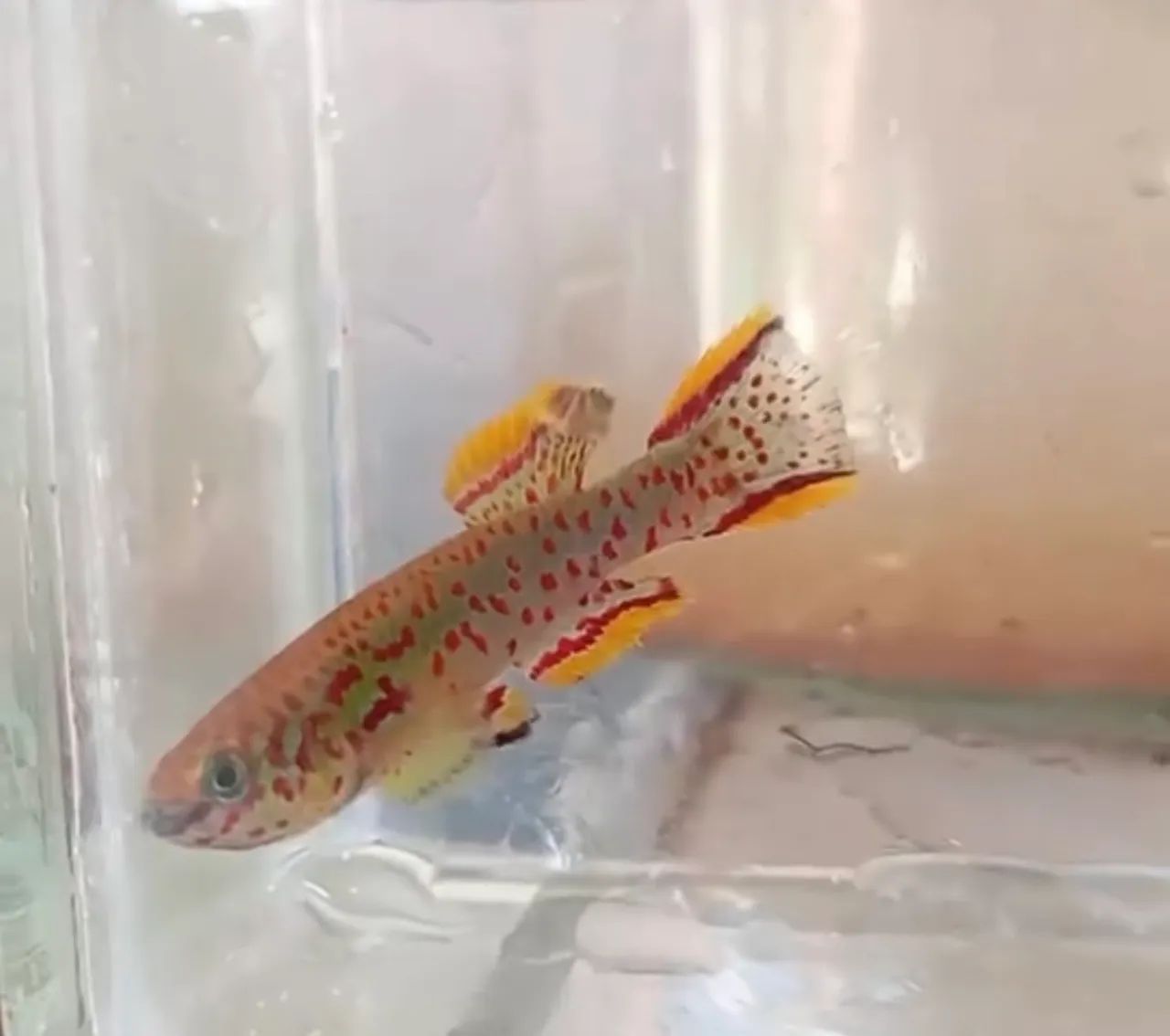 killifish Jos Plateaus - Foto 2