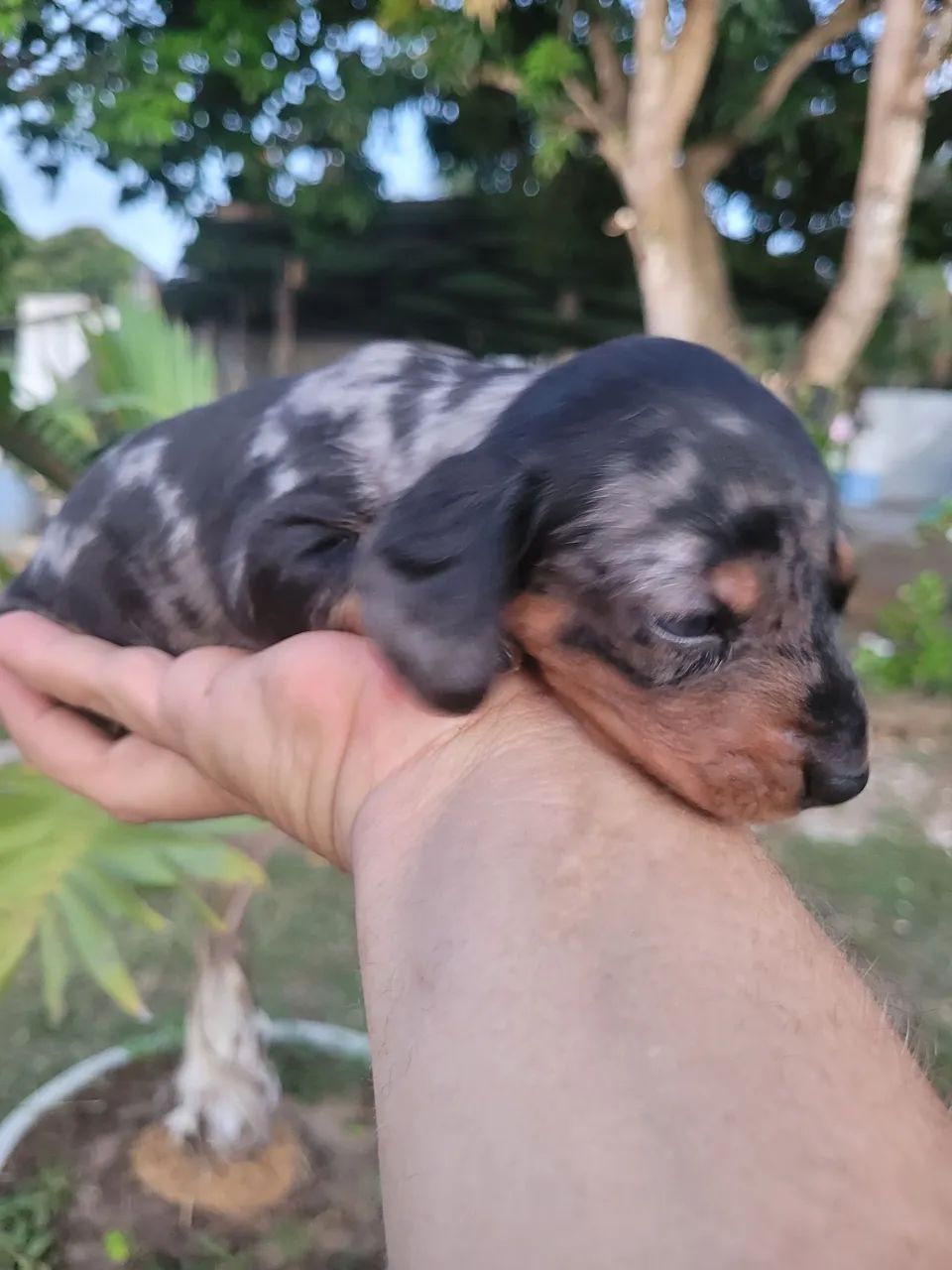 Daschund Mofadinho - Foto 3