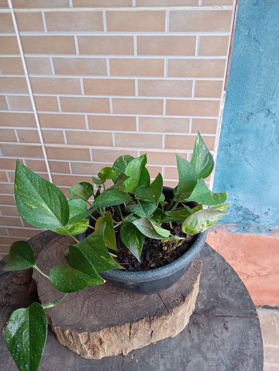 Plantas e sementes  - Foto 2