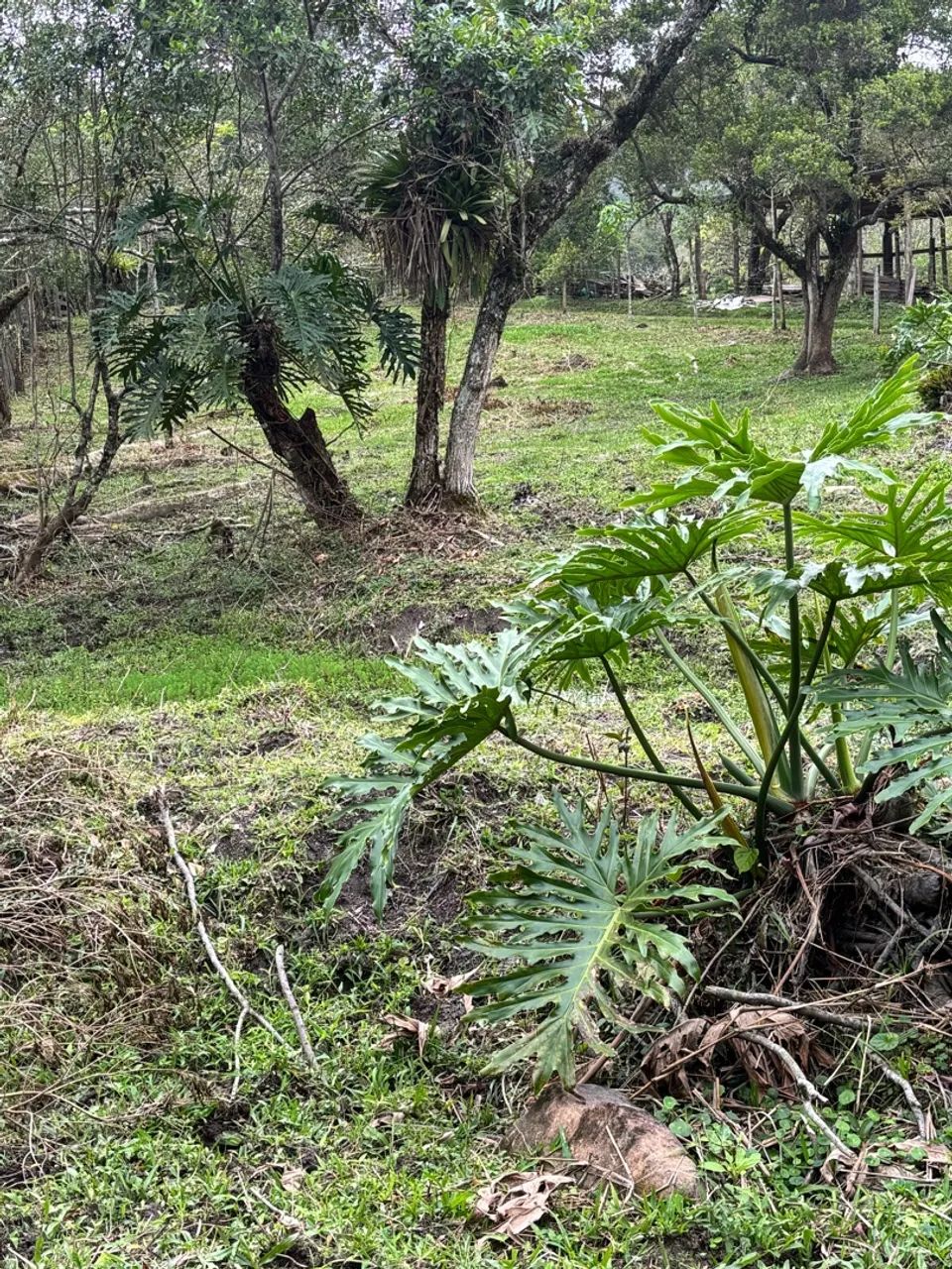 Sítio/terreno - Foto 2