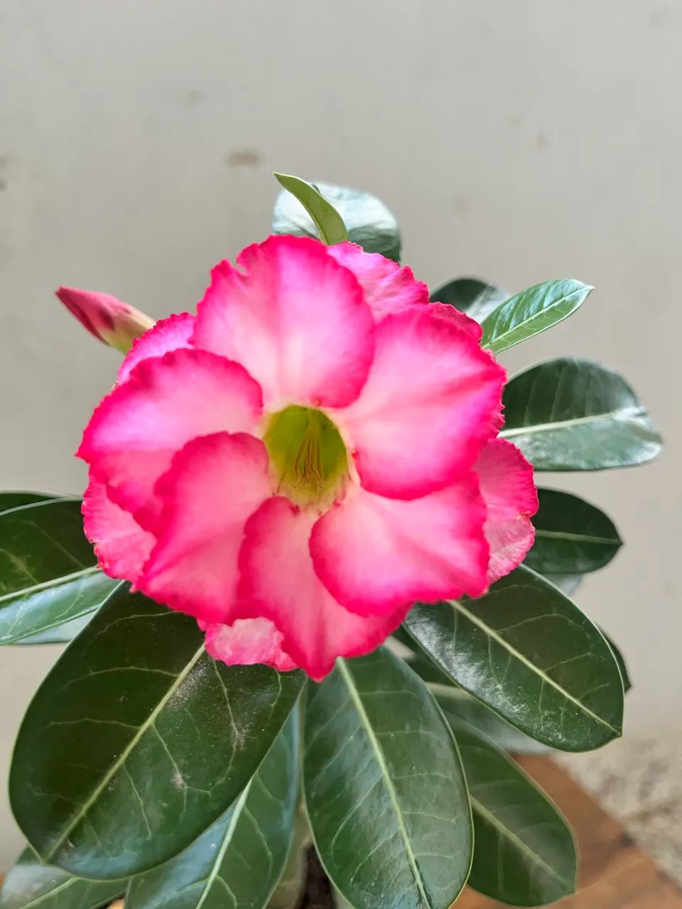 Rosa do deserto dobrada