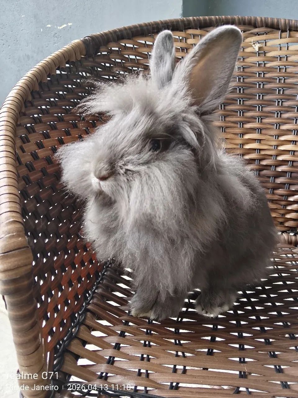 Coelho Raça Mini Lion Head Macho 