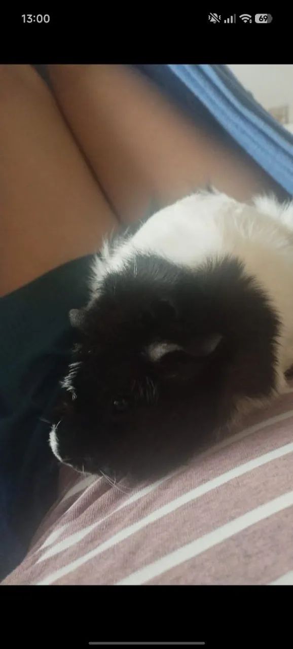 Porquinha da índia Abissínio - Foto 2