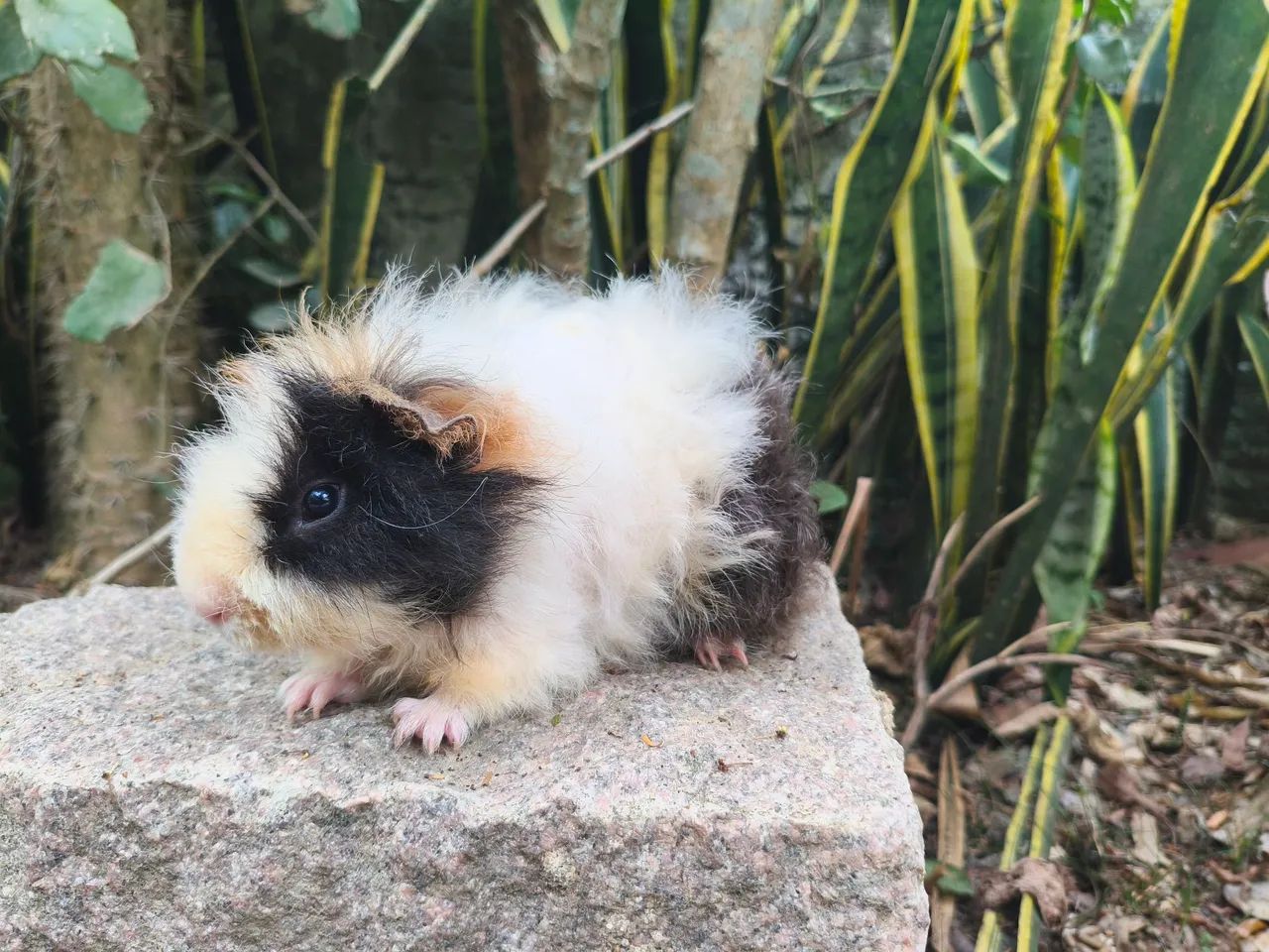Porquinho da índia  - Foto 4