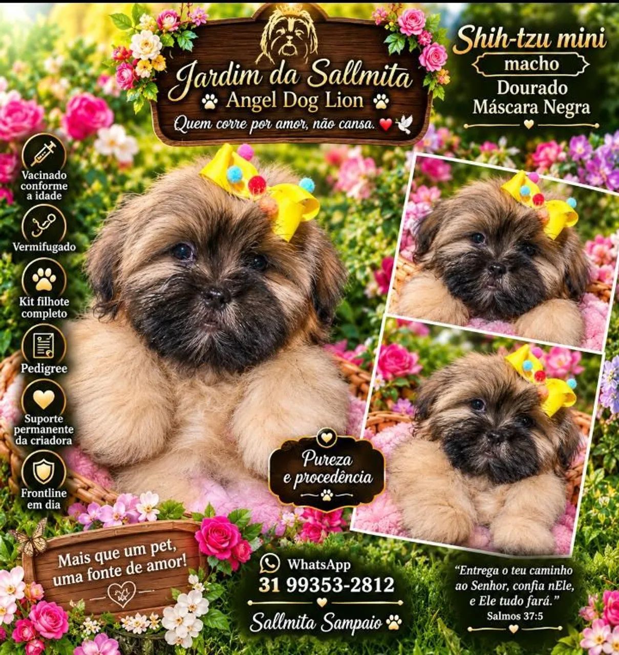Shihtzu filhote mini - Foto 2