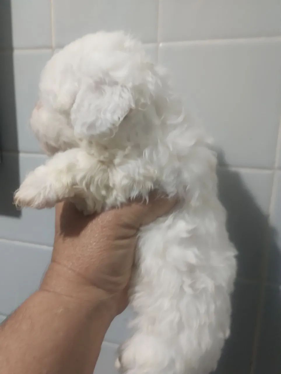 Pet