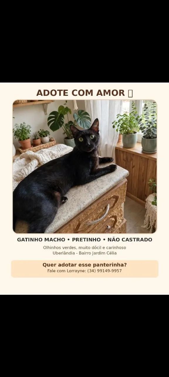 Doação dos animais  - Foto 3