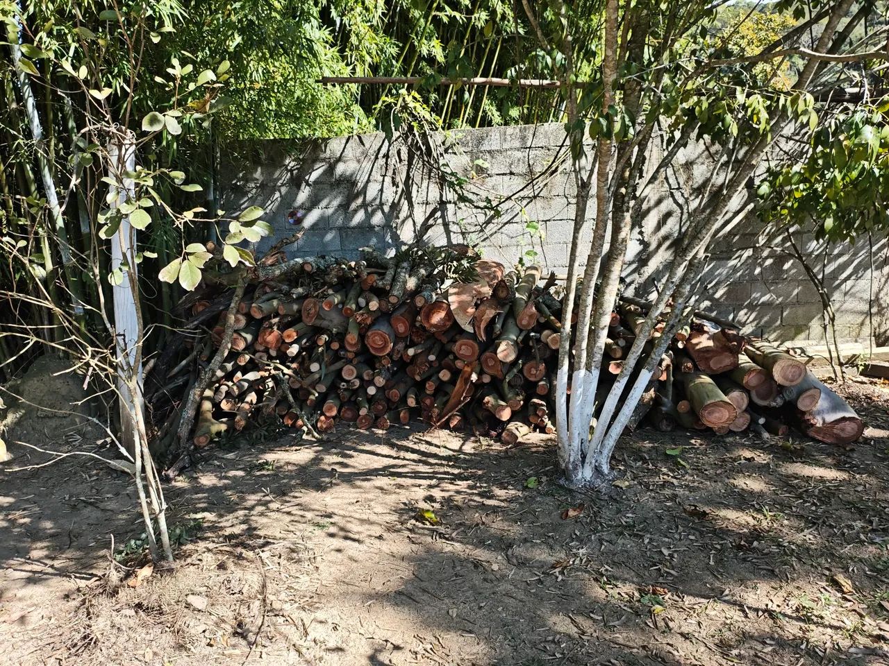 Lenha verde de ocalipto  - Foto 3
