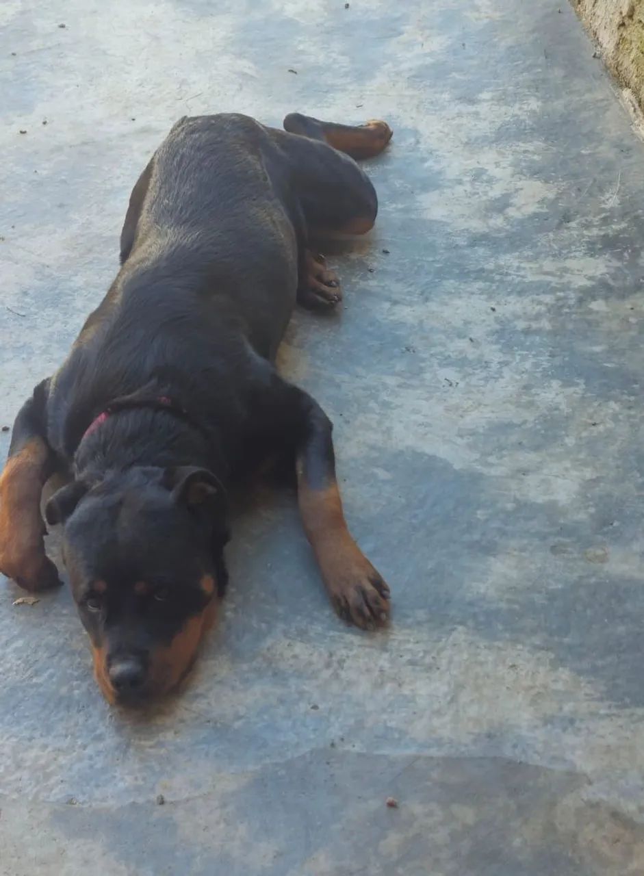 Fêmea Rottweiler - Foto 3