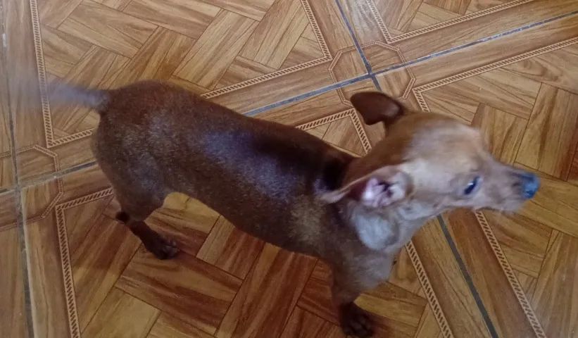 Pinscher  - Foto 3