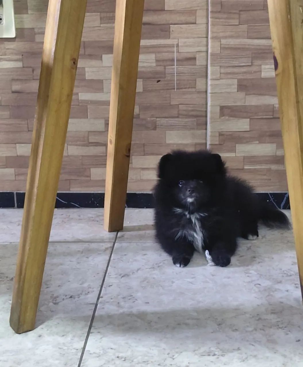Cachorro  - Foto 3