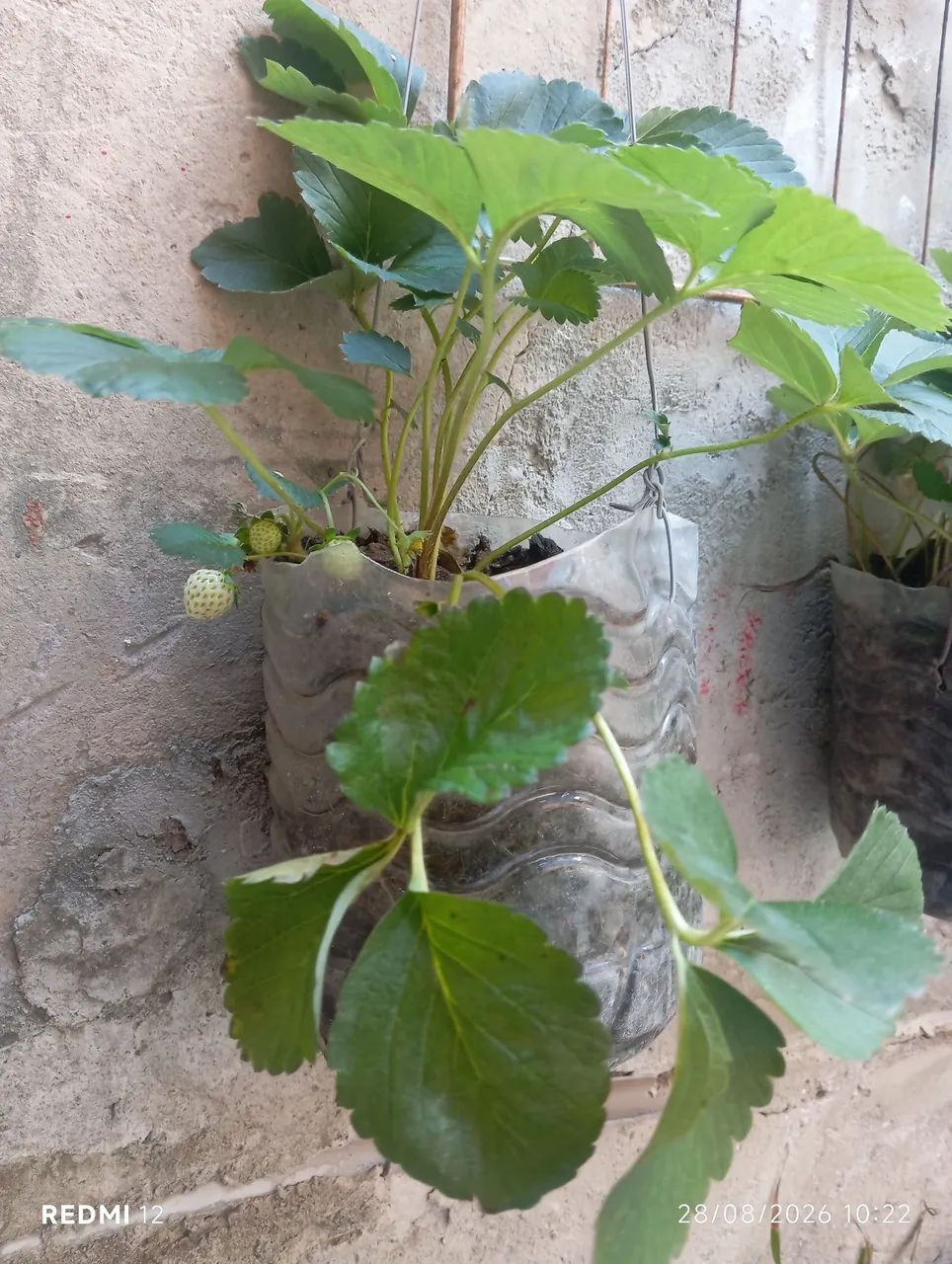 Muda de morango 