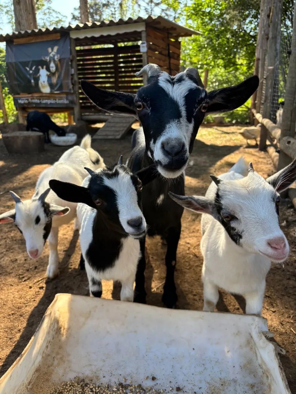 Criação de mini cabras Recanto flores ao céu 