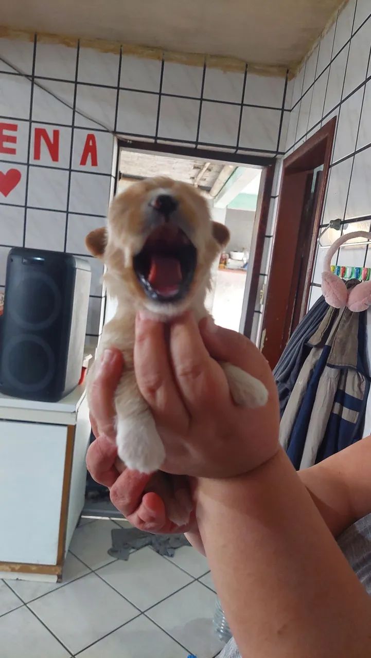 Shitzu cão  - Foto 4