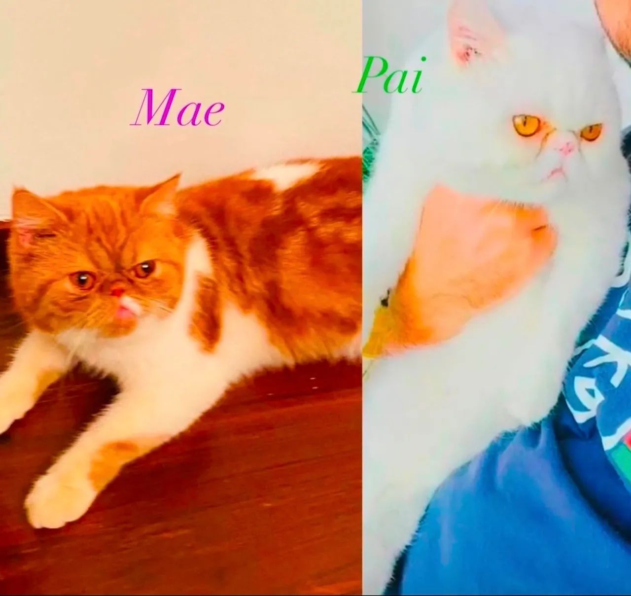 Filhotes de gato persa exótico fêmea laranja macho branco  - Foto 5