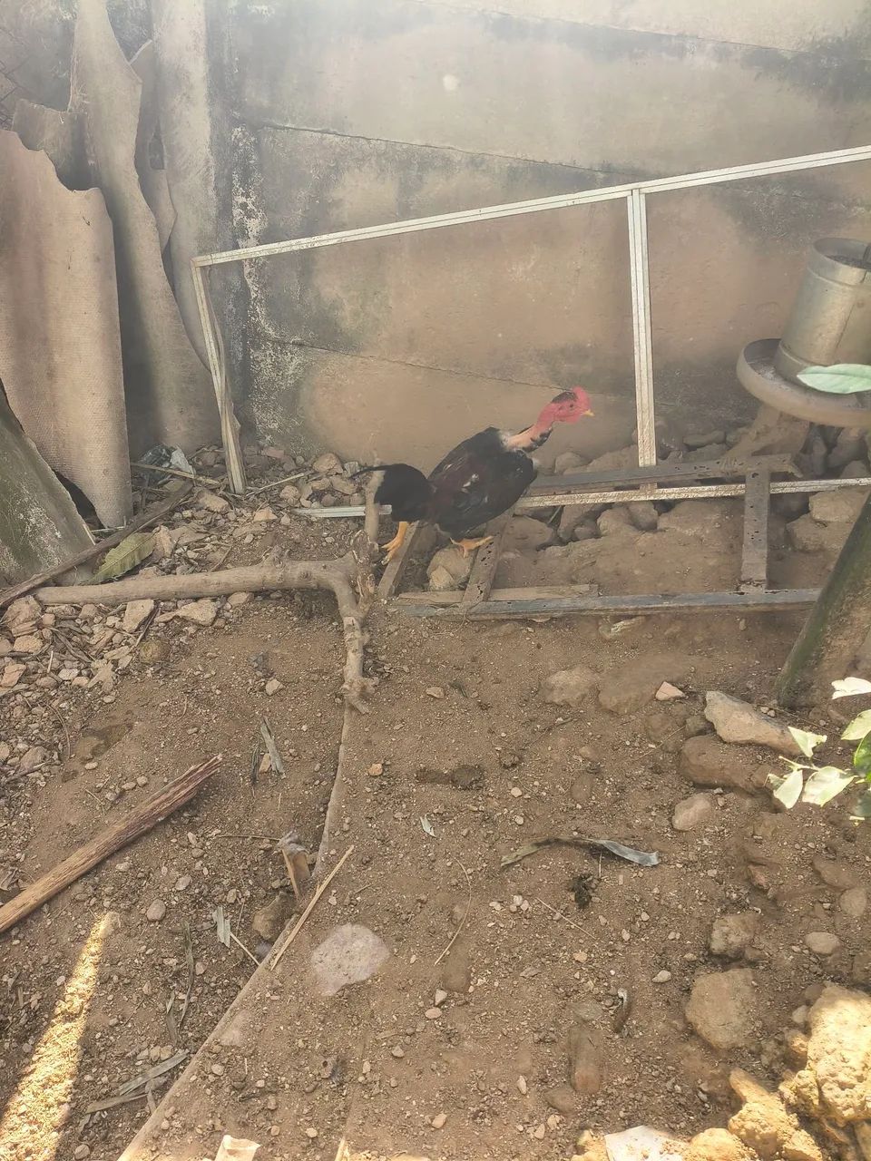 Frango caipira novo polacos - Foto 2