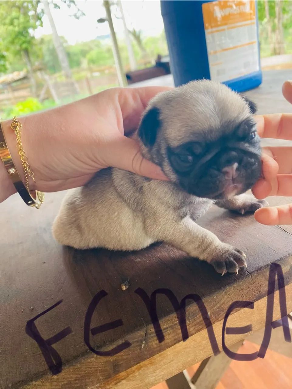 Pugs puro 
