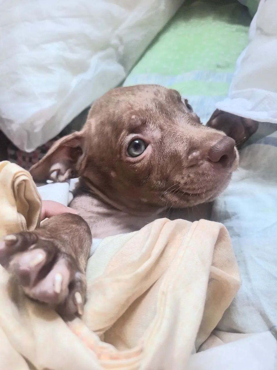 Pitbull tem pedigree pai e mãe  - Foto 3