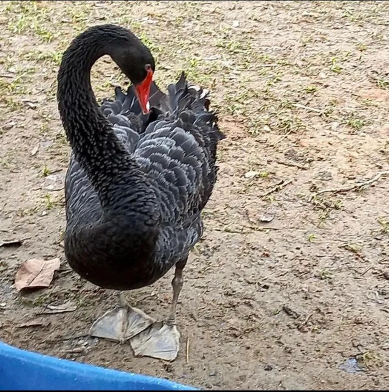 Filhotes de Cisne Negro  - Foto 3