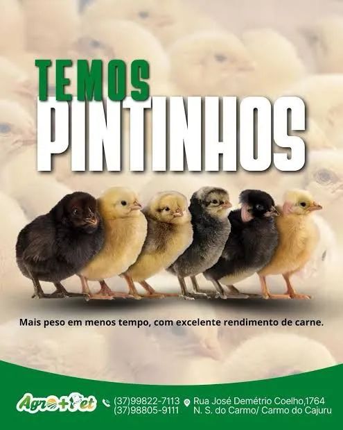 Pintinhos recen nascido 