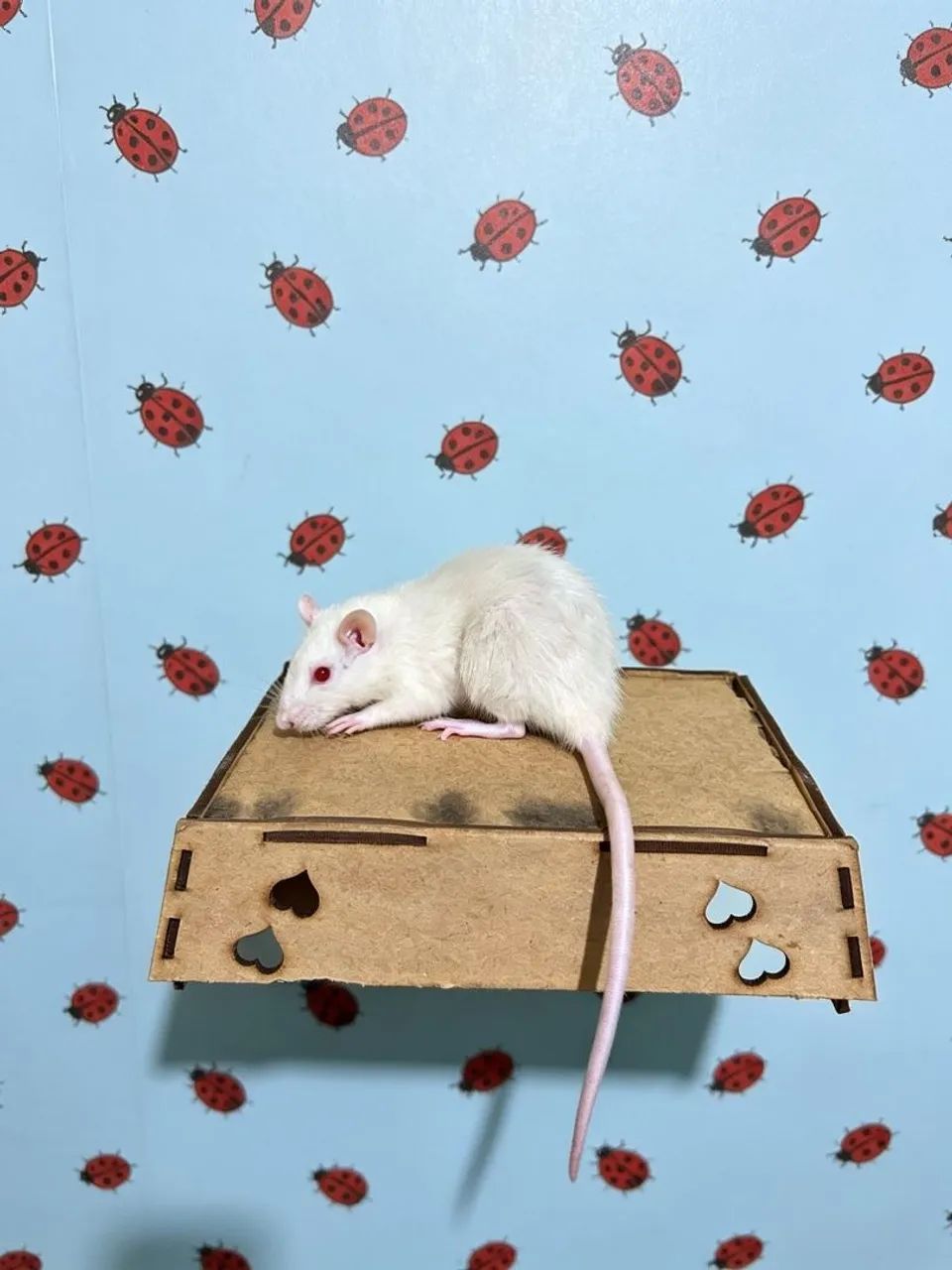 Hoodeed hamster Twister rato carregador pet cg - Foto 3