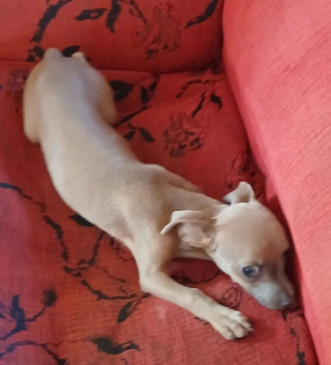 Vendo pinche macho,com 4 meses   - Foto 2
