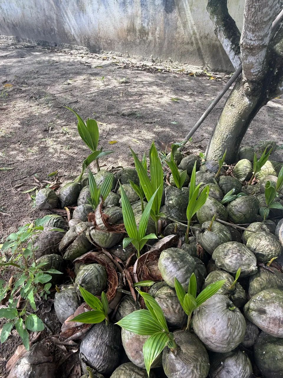 Terreno para Chácara  - Foto 3