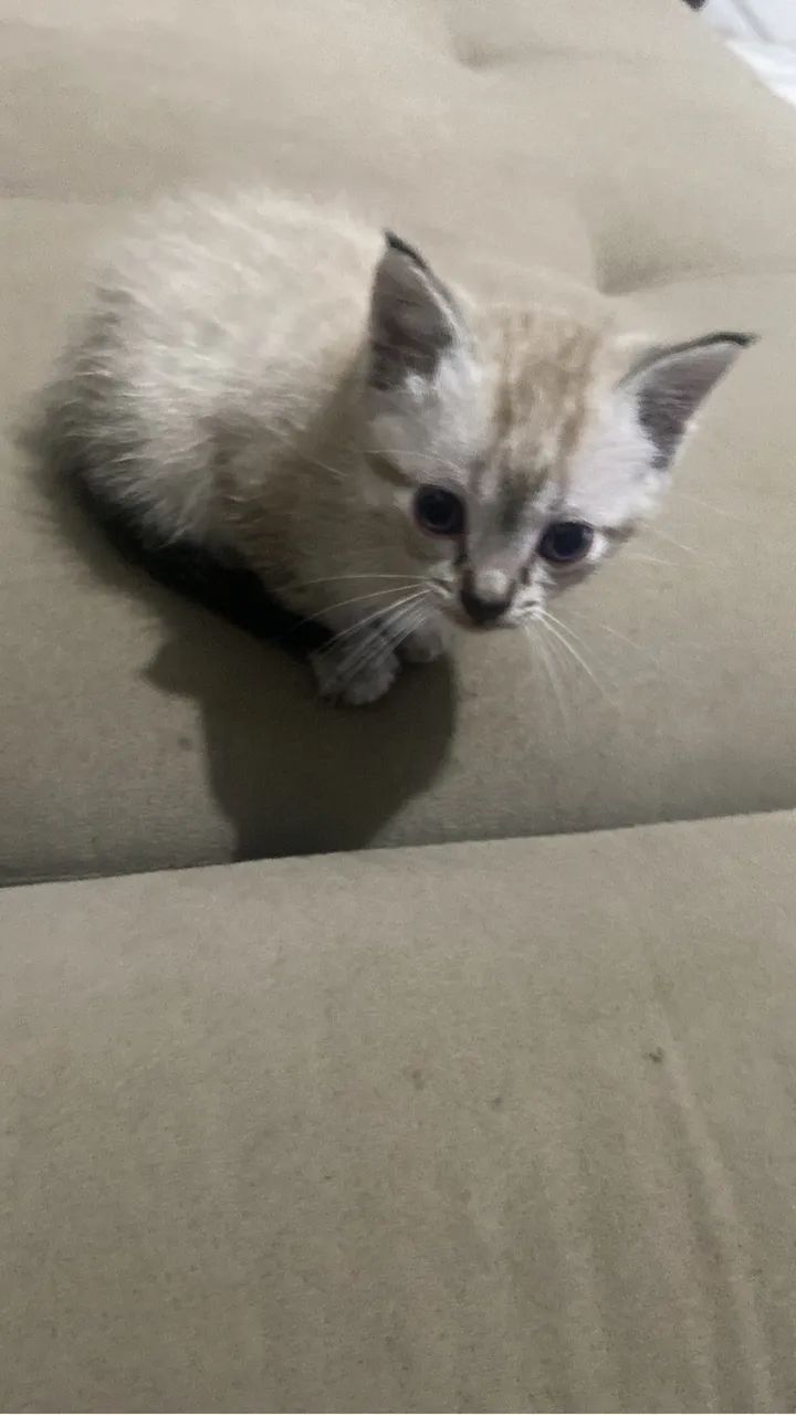 Doa se gatinhos