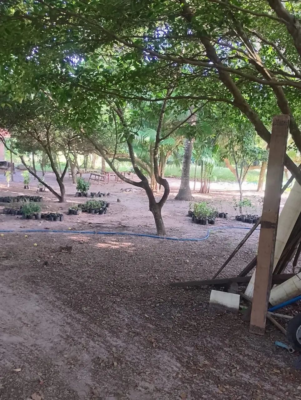 Vendo sítio na pindoba  - Foto 3