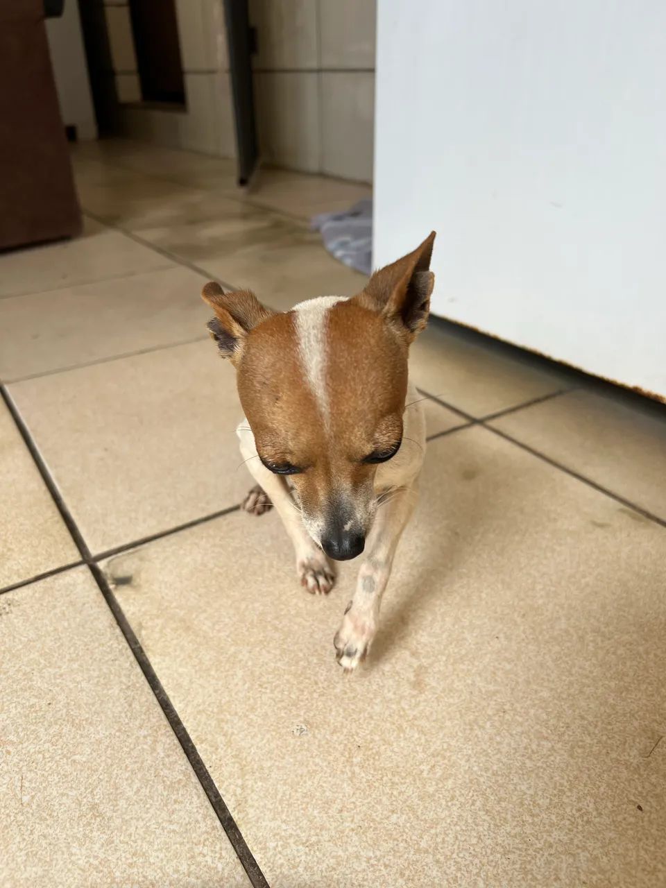 Pinscher  - Foto 3