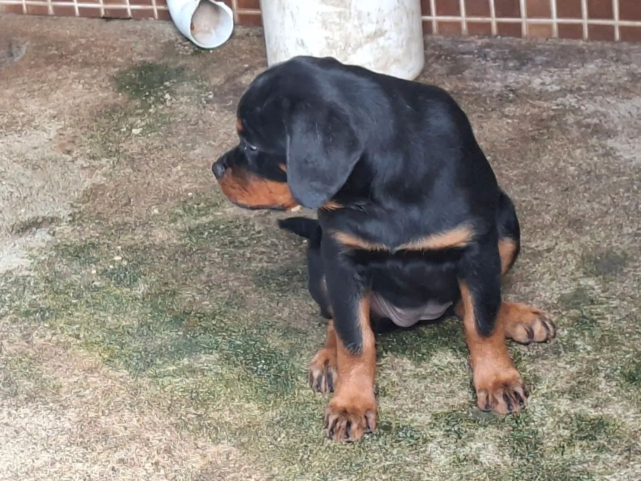 rottweiler  - Foto 3