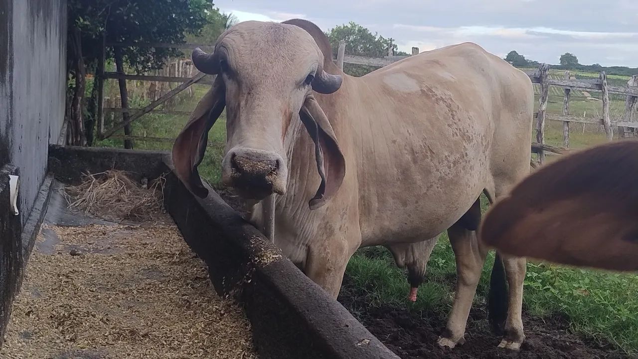 Vende novilha e Toro   - Foto 2