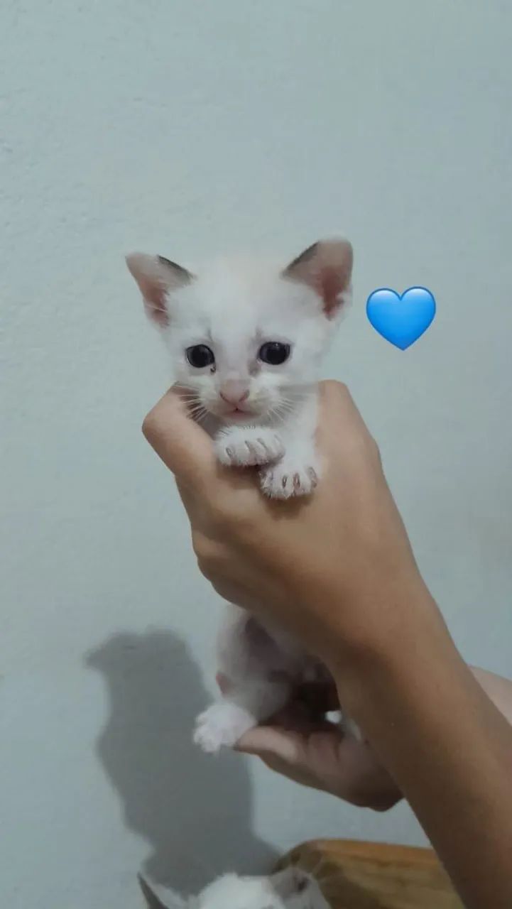 Gatinhos para adoção - Foto 5