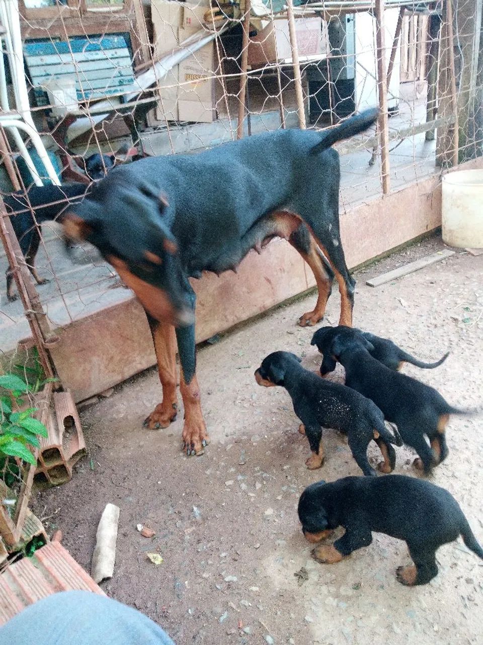 Doberman filhotes - Foto 3