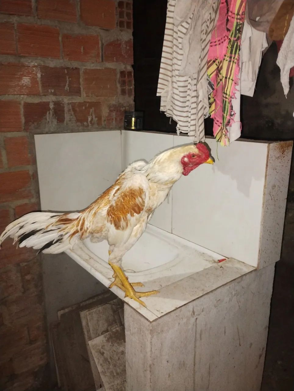 Frangos