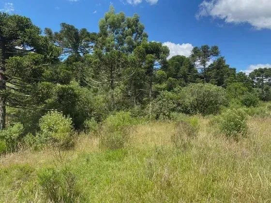 ÁREA DE 2,2 HECTRES À VENDA - Foto 3